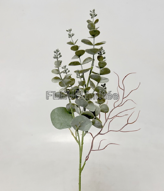 Eukalypt záp. 48cm     36/216