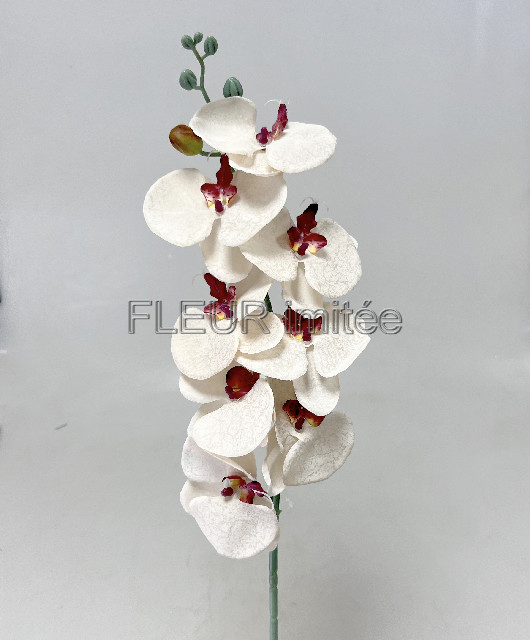 Orchidea  90cm latex  12/144