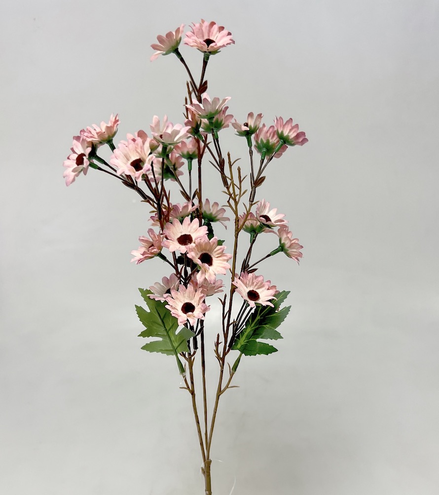 Čekanka 87cm  24/144