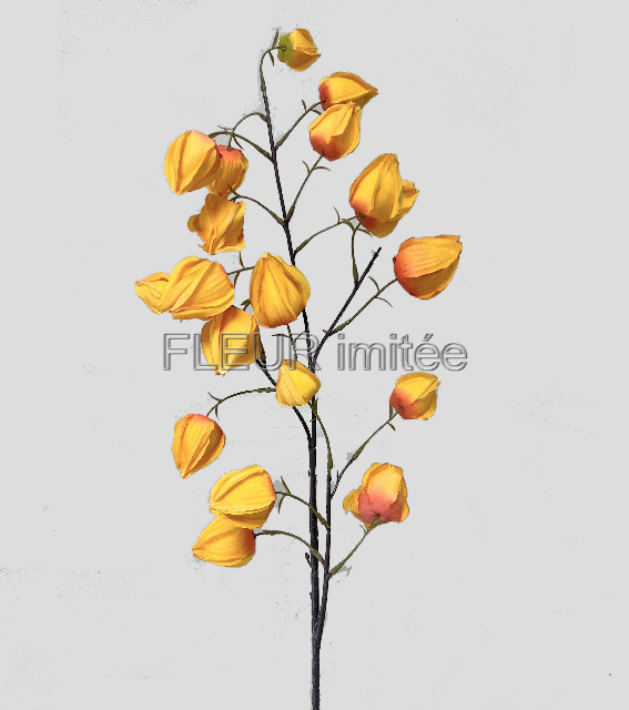 Physalis 100cm 24/192
