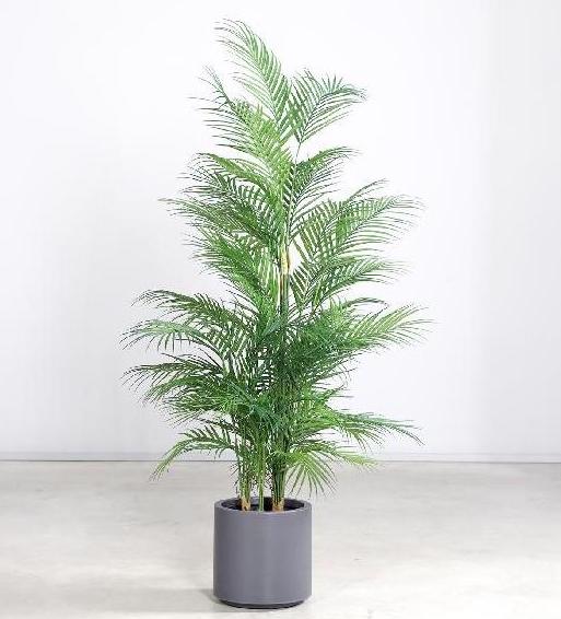 Palma Chico 150cm v květ.