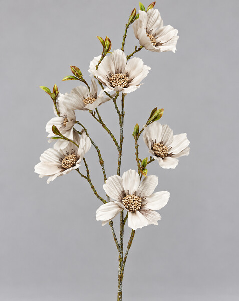 Cosmos 76cm 24/192