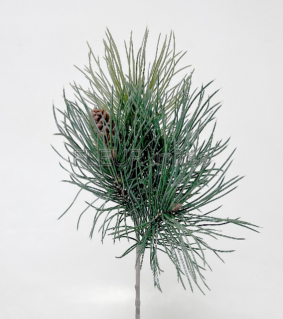 Chvojí se šiškou 40cm 24/144