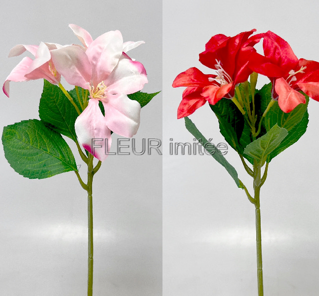 Amarylis x3  32cm  6/144