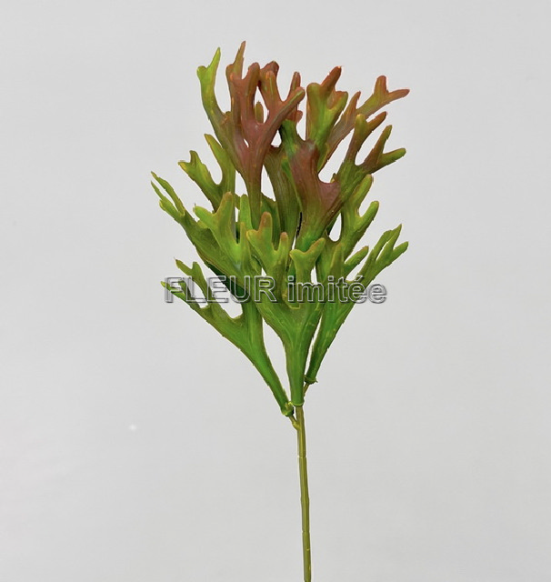 Platycerium záp. 38cm 12/216