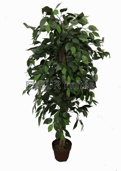 Fikus strom 120cm zel. 1/2