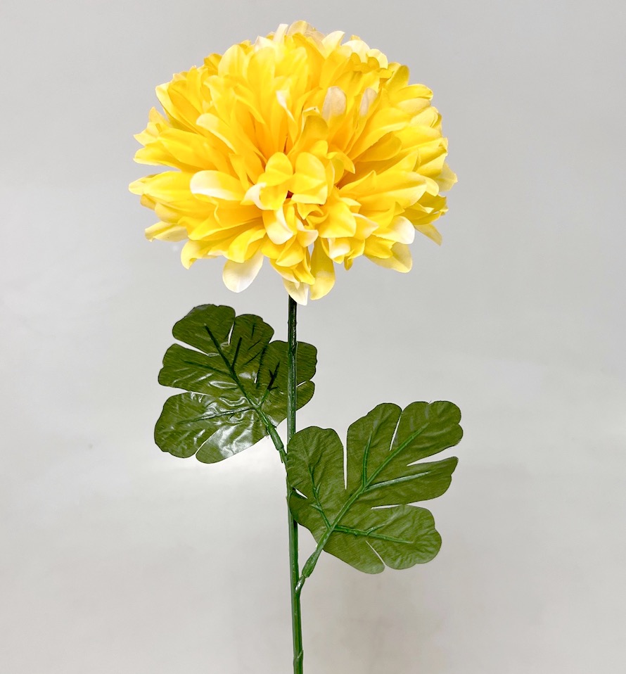 Chryzantéma 60/12cm   12/144