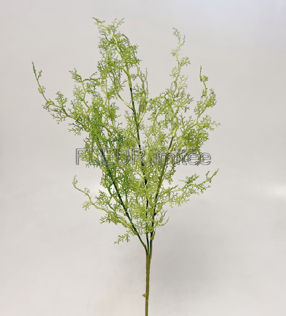 Asparagus x3 70cm 36/432