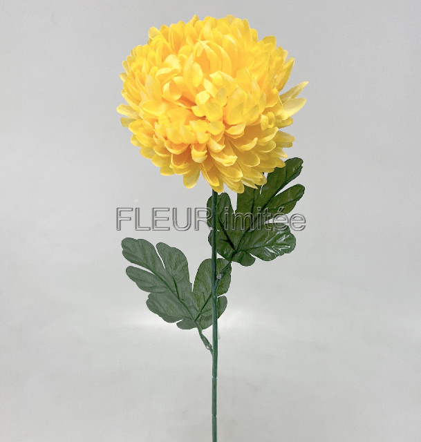 Chryzantéma  60/12cm