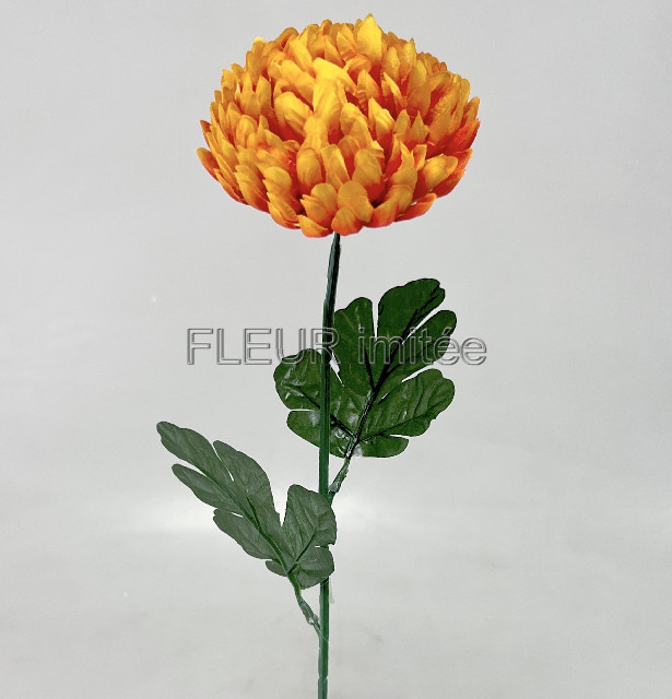 Chryzantéma  60/12cm