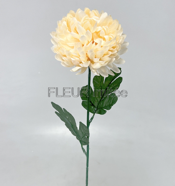Chryzantéma  60/12cm