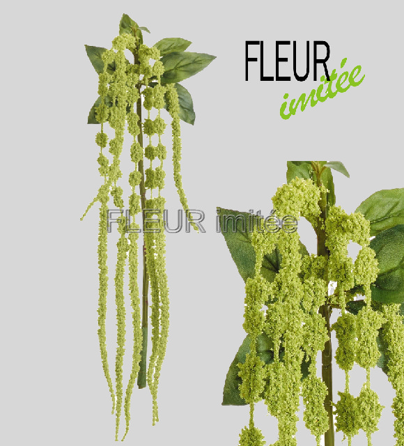 Amaranthus 120cm 1/24