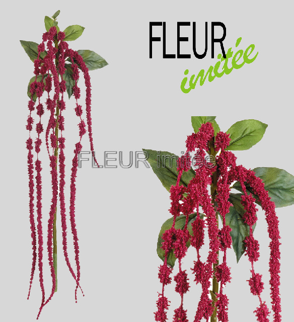 Amaranthus 120cm 1/24