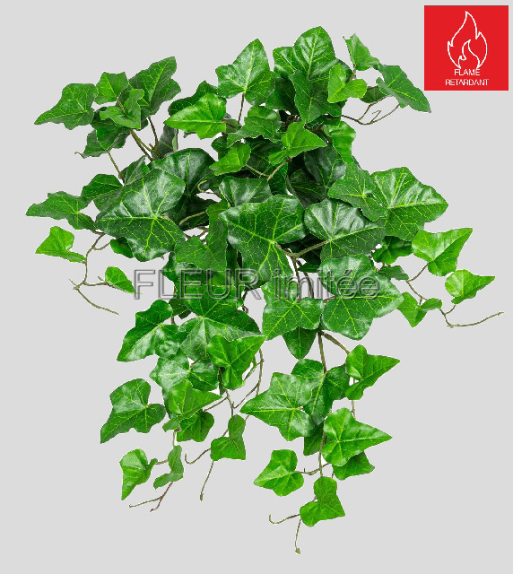 Břečťan pop.50cm  6/72