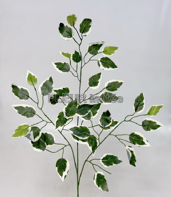 Větev fikus x15 1/1440