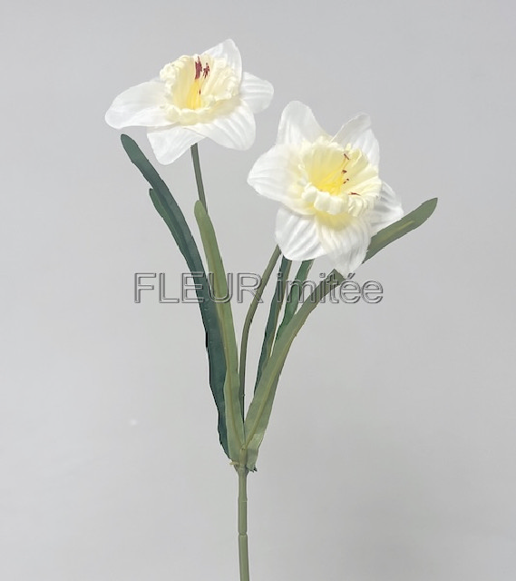 Narcis x2 41cm  48/480