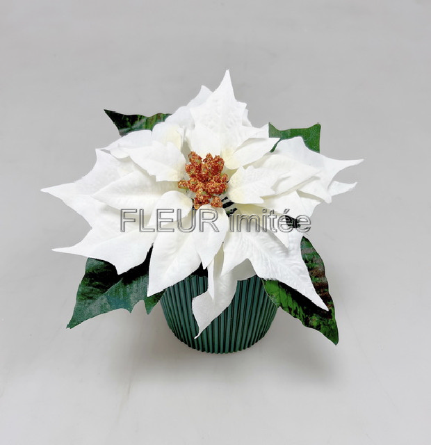 Poinsettia 50/21cm 12/288
