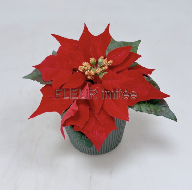 Poinsettia 50/21cm 12/288