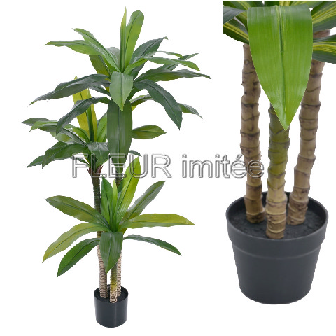 Dracena x3 130cm
