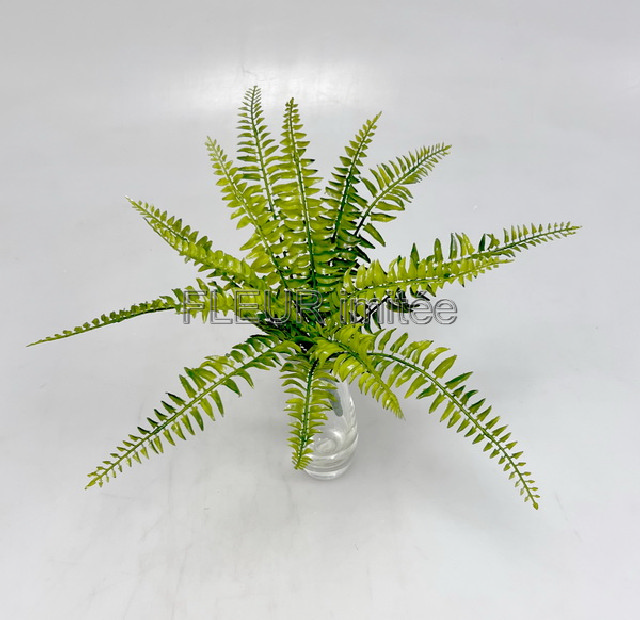 Kapradí 24cm 48/480