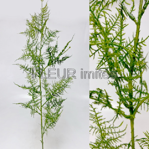 Plumosus 120cm 24/144