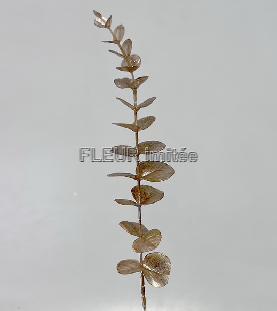 Eukalypt  40cm 12/240