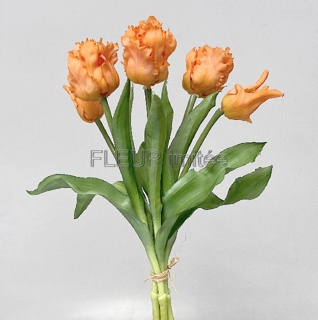 Tulipán x5 latex 30cm papouš.12/96