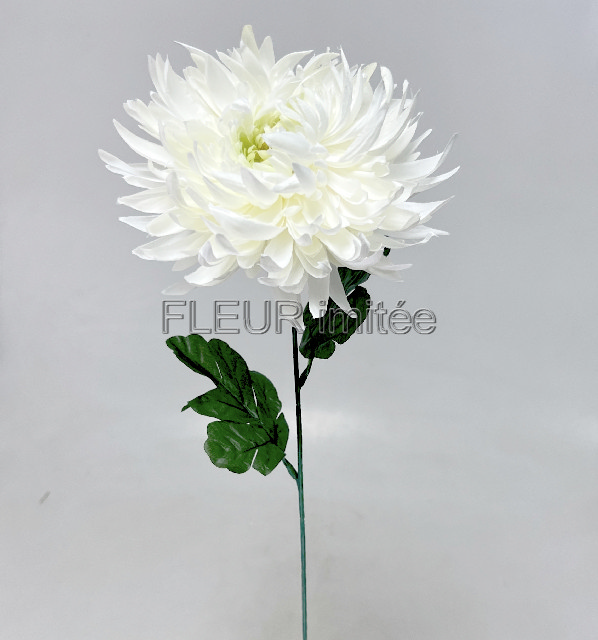 Chryzantéma  17/60cm  24/144