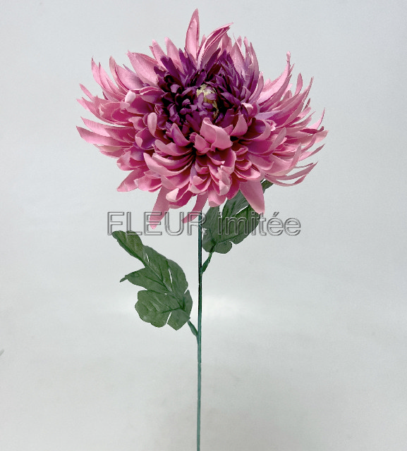 Chryzantéma  17/60cm  24/144