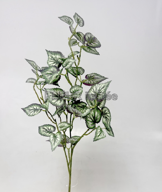 Begonie x3 65cm 36/180