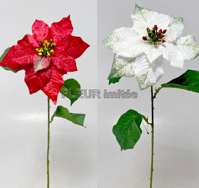 Poinsettia 60/20cm 12/240