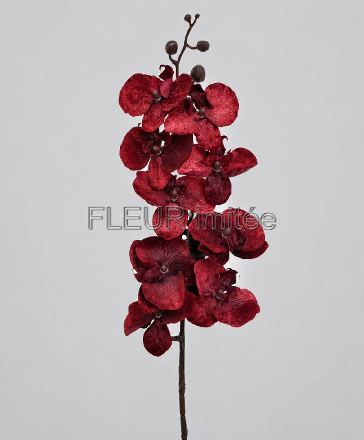 Orchidea LUX velvet 100 cm 24/120