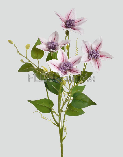 Clematis x4 60cm 36/360