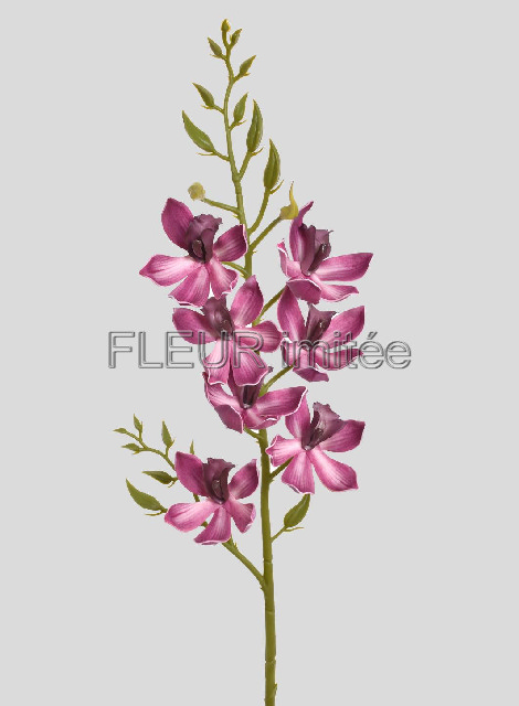 Orchidea cymb. 80cm  24/96