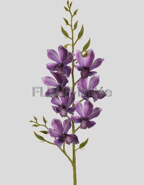 Orchidea cymb. 80cm  24/96