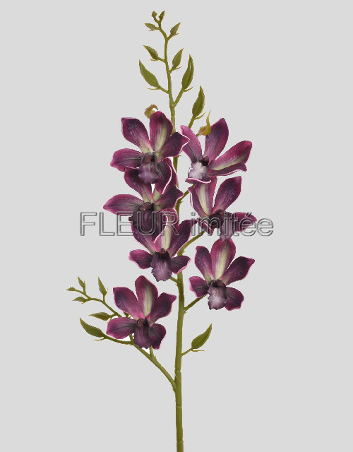 Orchidea cymb. 80cm  24/96