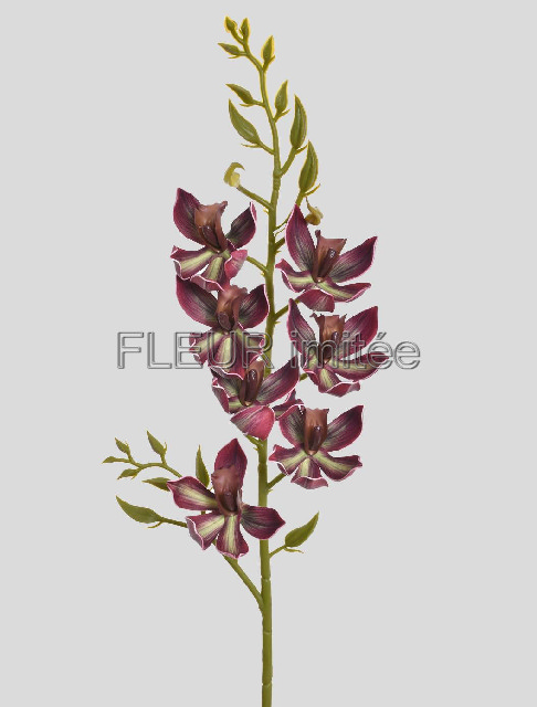 Orchidea cymb. 80cm  24/96