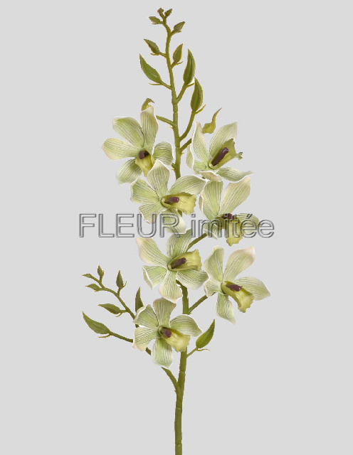 Orchidea cymb. 80cm  24/96