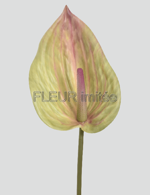 Anturie 86cm 24/192