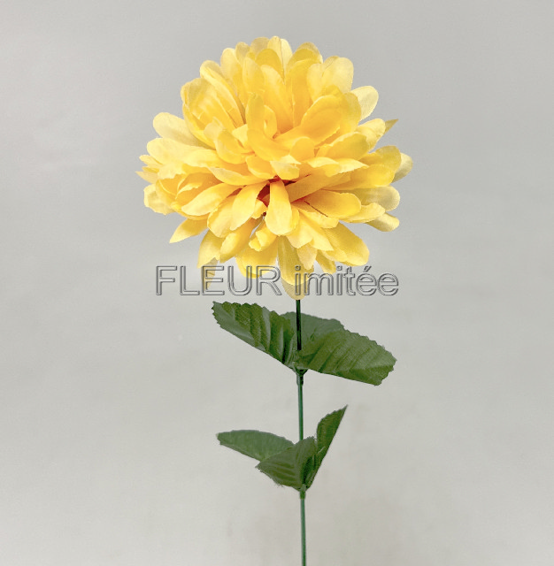 Chryzantéma  60/10cm     12/144