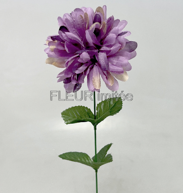 Chryzantéma  60/10cm     12/144
