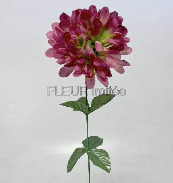 Chryzantéma  60/10cm     12/144