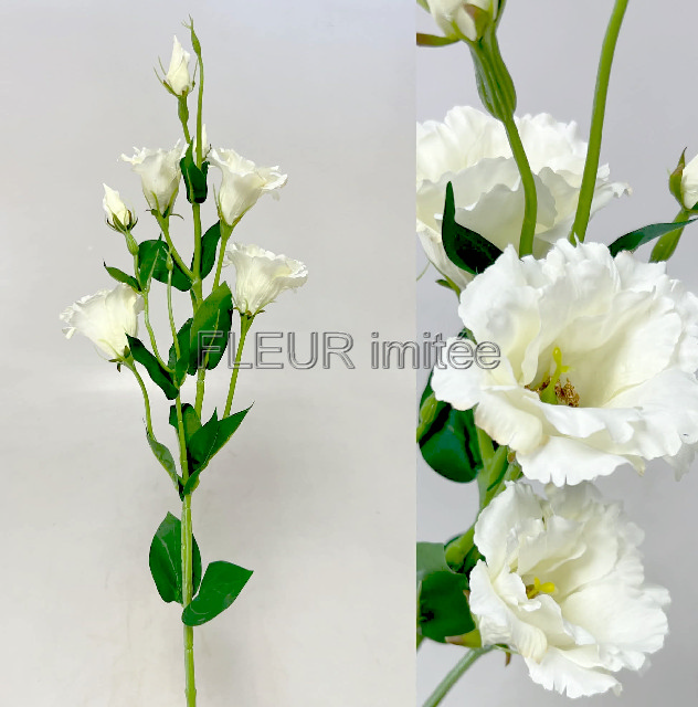 Eustoma x7 85cm S345  24/240