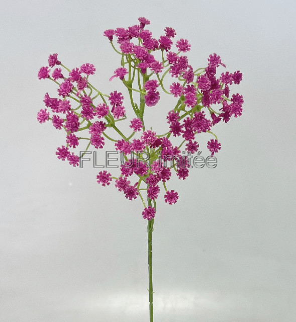 Gypsophila latex 60cm S455 12/96