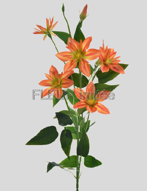 Clematis x7 82cm S508 36/360
