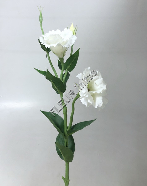 Eustoma x3 60cm S377  48/288