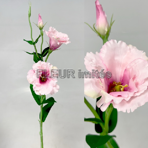 Eustoma x3 60cm S377  48/288