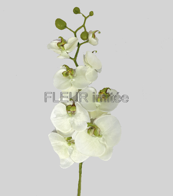 Orchidea  phal.96cm 24/120