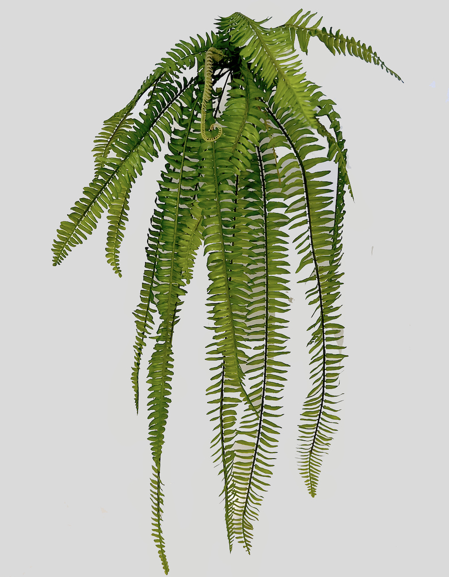 Kapradí x15 90cm   24/96