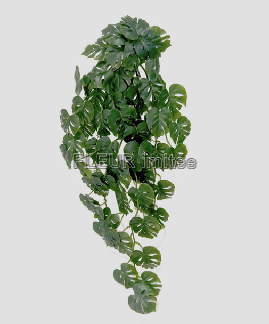 Monstera pop. 65cm GR12/60